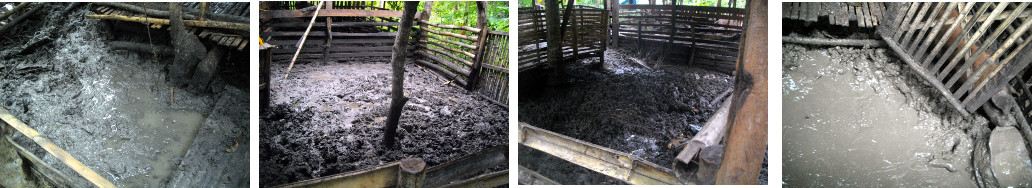Images of flooded tropical backyard pig pen