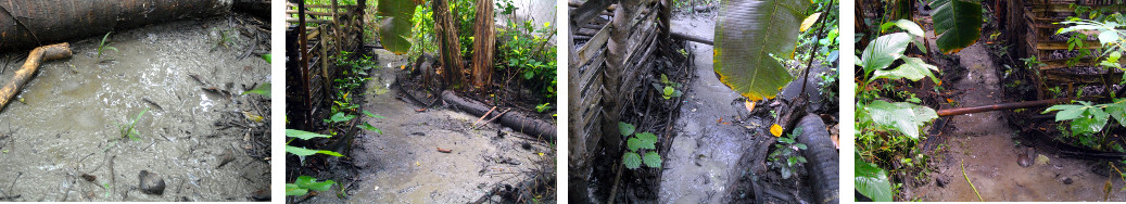 Images of flooded area draining in
        tropical backyard