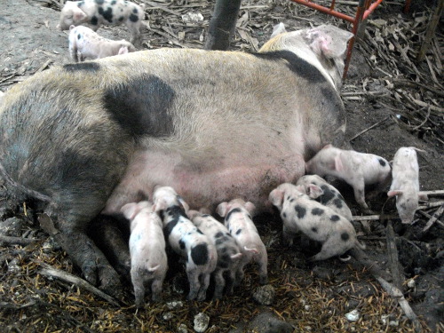 IMage of sow suckling piglets