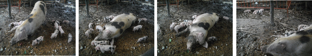 Images of sow oith piglets in tropical backyard pen