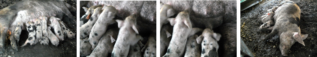 Images of piglets in tropical backyard
        pen