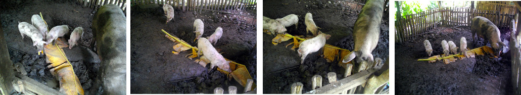 Images of piglets eating a banana leaf