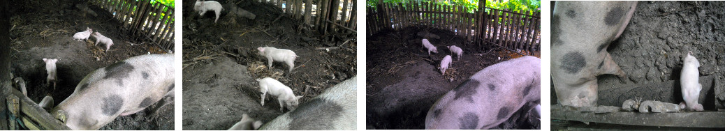 Images of piglets in tropical backyard pen