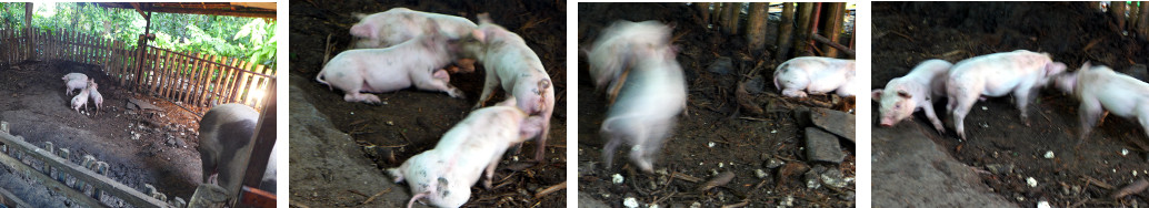 Images of two week old piglets in
        tropical backyard pen