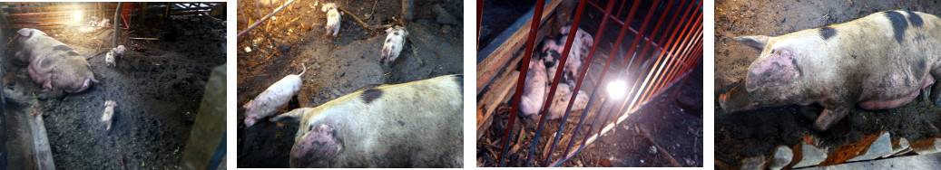 Images of piglets in tropical backyard pen