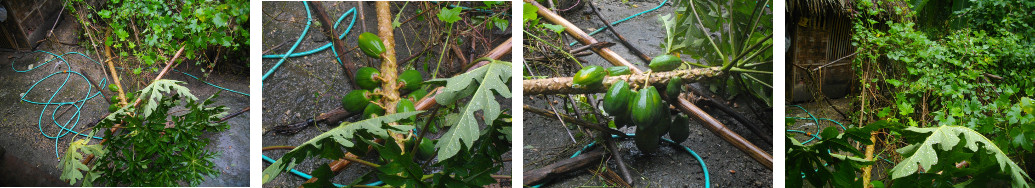 Images of Papaya tree fallen over in
        the rain