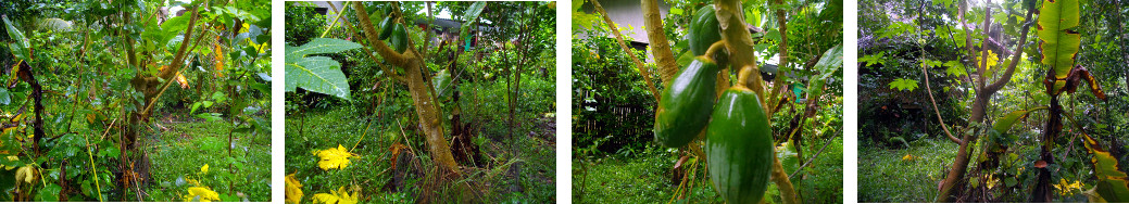 Images of leaning Papaya Tree