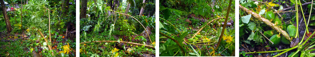 Images of fallen papaya tree