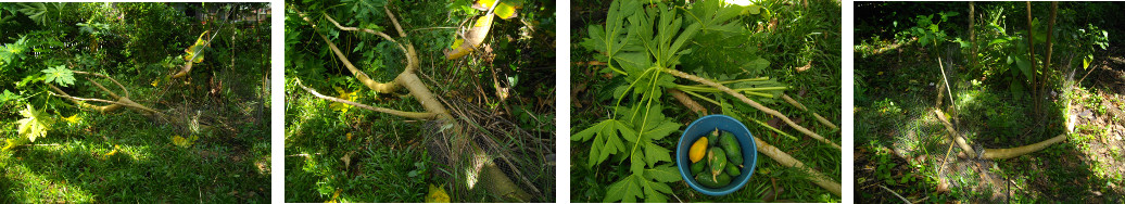 Images of fallen papaya tree used in garden