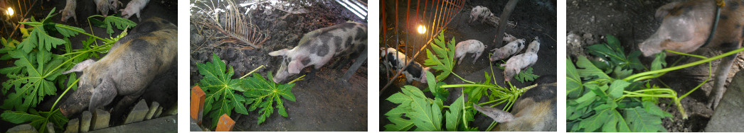 Images of fallen Papaya tree fed to pigs