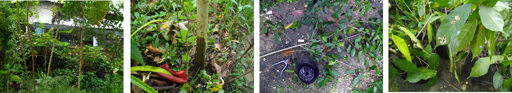 Images of planting Banyan tree cuttings