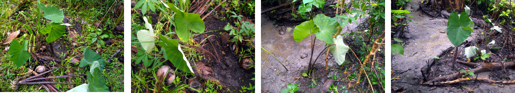 Images of Taro planted in tropical
        backyard