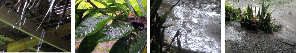 Images of light tropical rain