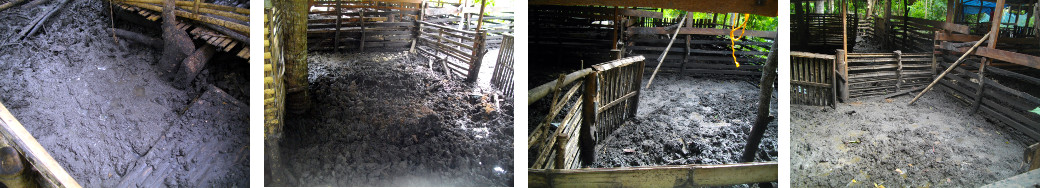Images of muddy goat/pig pen in tropical backyard