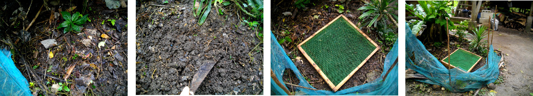 Images of garden frame newly sown to protect seeds from
        chickens in tropical backyard