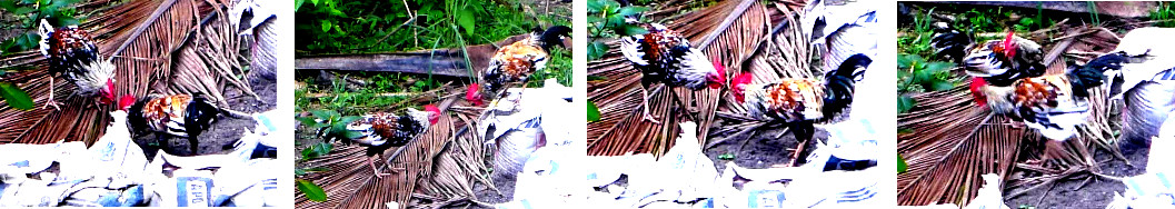 Images of roosters fighting in
        tropical backyard