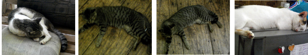 Images of lazy cats