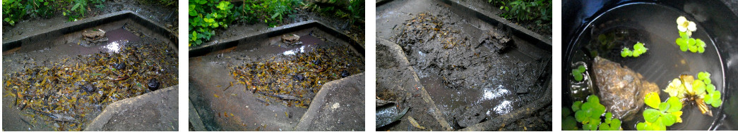 Images of duck pond being cleaned in tropical backyard