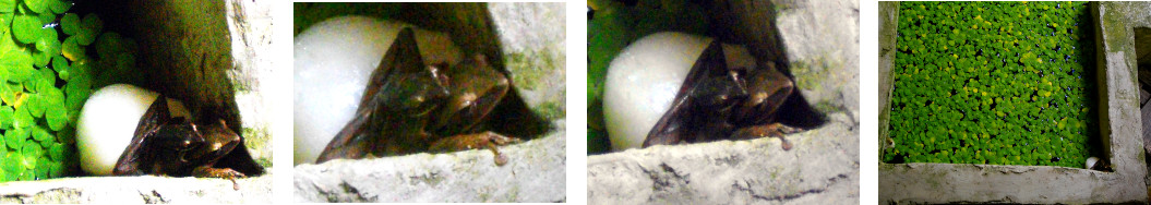 Images of frogs laying eggs in
        tropical pond