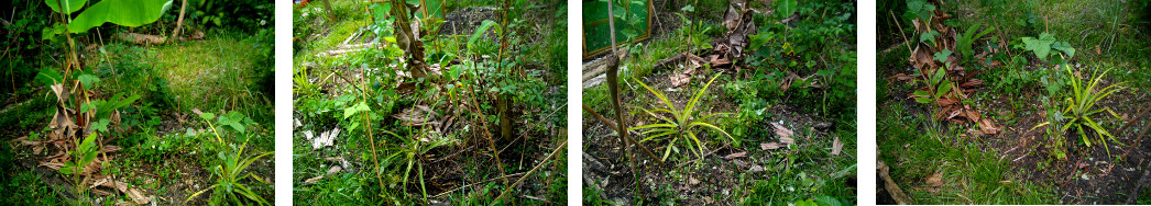Images of tidied up tropical garden
        patch