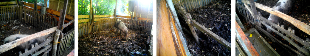 Images of demolition of old tropical backyard pig pen
        inside new one