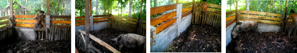 Images of demolition of old tropical backyard pig pen
        inside new one