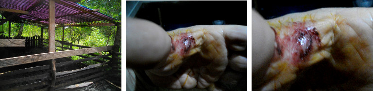 Images of hand wounded in Pig pen