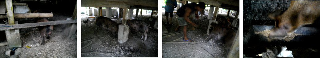 Images of escaped boar in tropical
        backyard