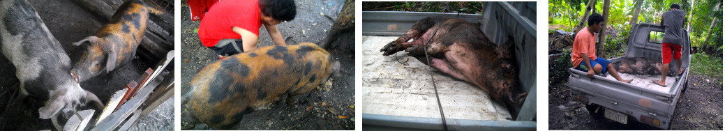 IMages of tropical backyard boar being
        transparted to new owner