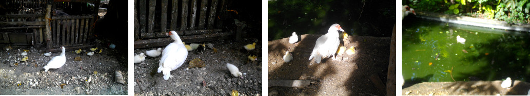 Images of ducklings in a tropical backyard