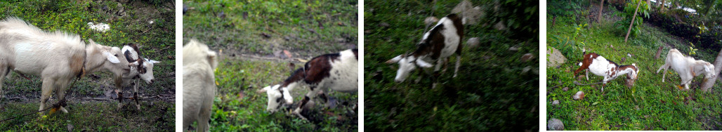 Images of goats in forerplay
