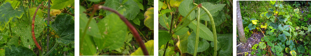 Images of cowpeas growing in tropical backyard