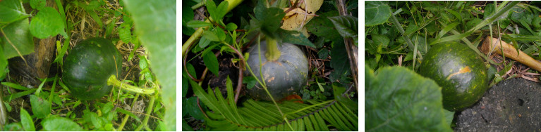IMages of squash growing in tropical
        backyard garden