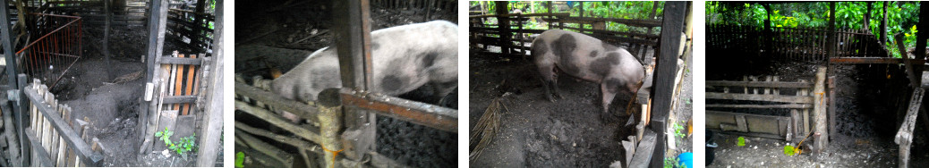 Images of pig pens before and after
        moving the pig