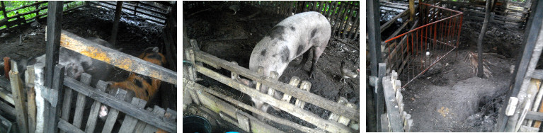 Images of pig tropical backyard pens before and after
        moving a pig