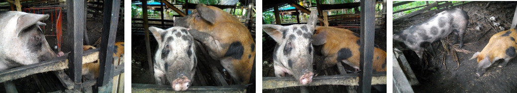 Images of two pigs in neighboring pens