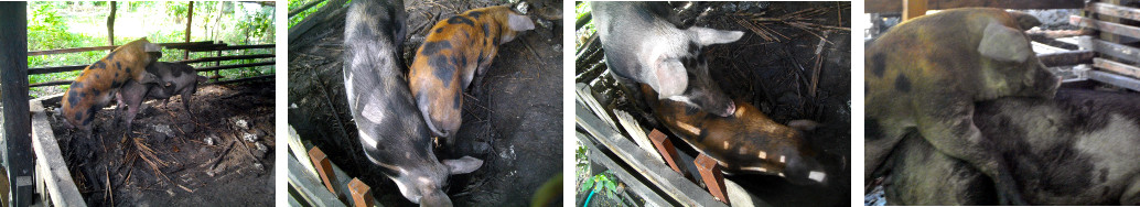 Images of two pigs sharing a tropical backyard pen