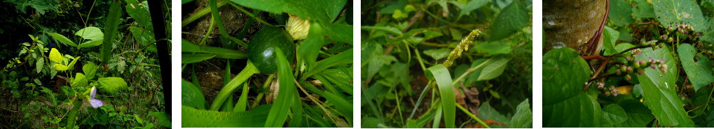 Images of vegetable growing in tropical garden
