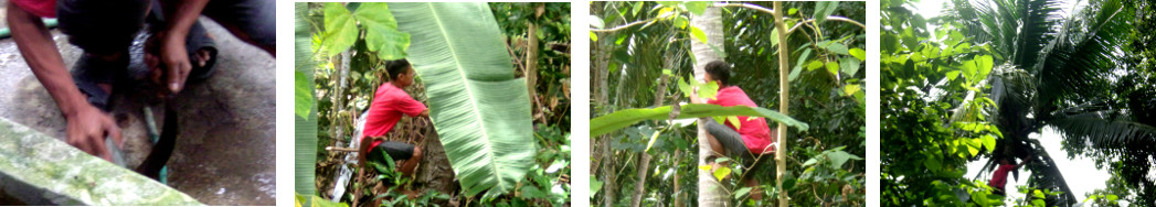 Images of coconut tree being trimmed
        and harvested