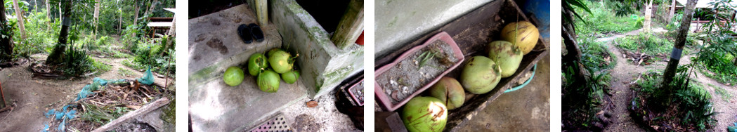 Images of processed debris from Coconut trees after
        being harvested and trimmed