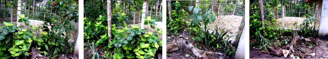 Images of tropical backyard hedge before and after
        trimming