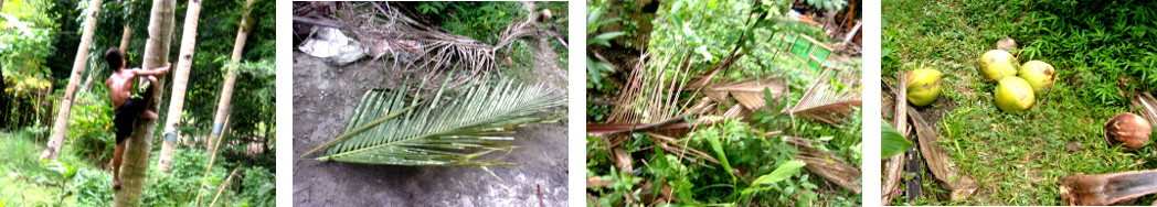 Images of coconut trees being cleaned