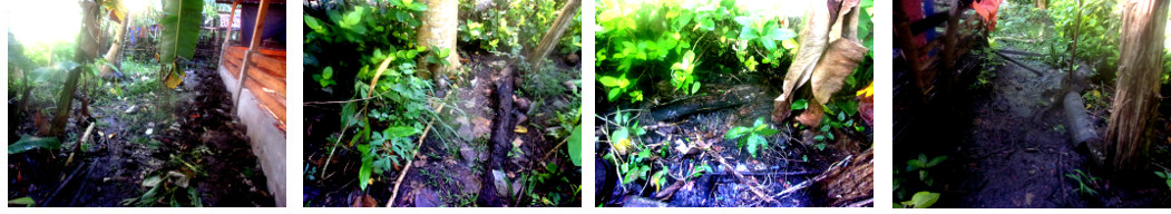 Images of tropical backyard after flood water has gone