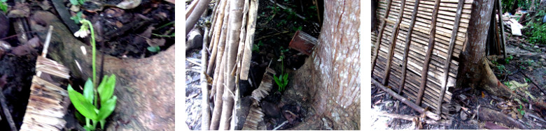 Images of flower hidden inside a wood
        stack