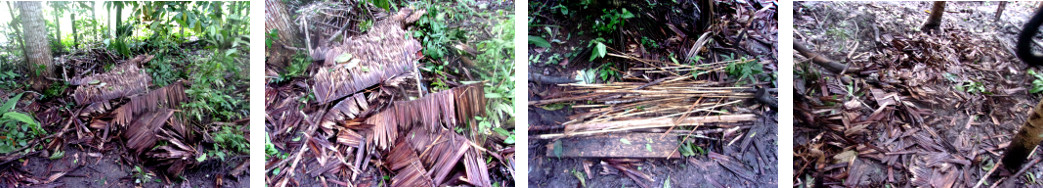 Images of tropical backyard being
        tidied up