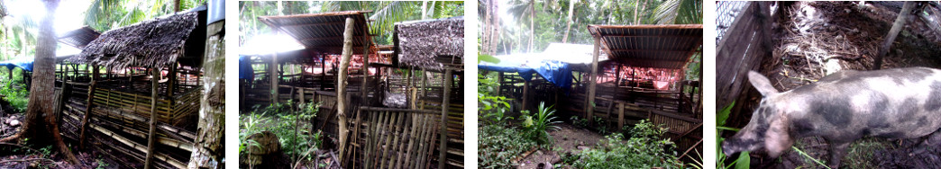 Images of old tropical backyard pig pens before
        demolition