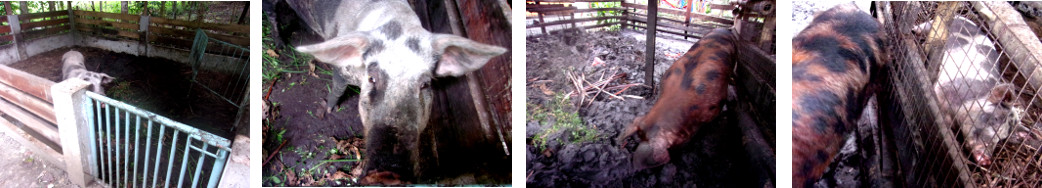 Images of tropical backyard pigs in pens