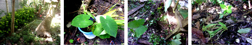 Images of retrieved plants replanted