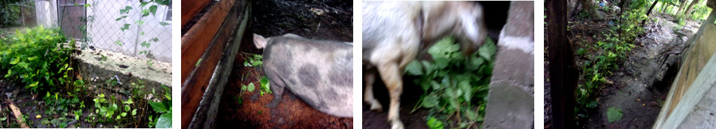 Images of tropical backyard hedge
        trimmed and fed to animals or replanted