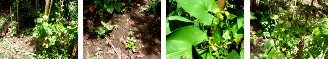 IMages of banana patch after removeal of garden frames